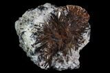 Wide Lamprophyllite Crystal Aggregation - Russia #92708-1